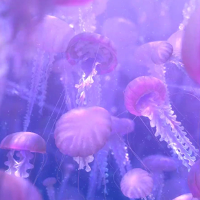 profile_Jellyfish