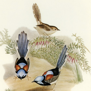 profile_IPAE (The Dove)
