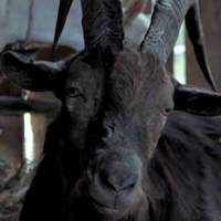 Black Phillip MBTI Personality Type image