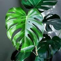 Monstera Deliciosa MBTI Personality Type image