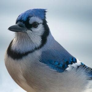 profile_Blue Jay