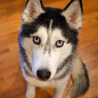 Mishka The Talking Husky MBTI Personality Type image
