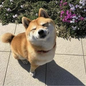 profile_Shiba Inu