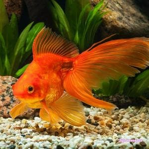 profile_Golden Fish in the crosshairs (Золотая Рыбка под прицелом)