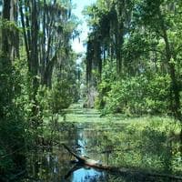 Swamp MBTI Personality Type image