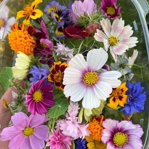 Edible Flower Collecting MBTI Personality Type image