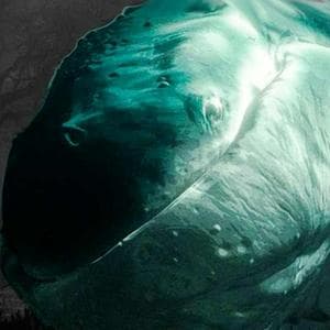 The Whale MBTI Personality Type image