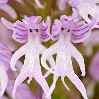 profile_Italian orchid (naked man orchid)
