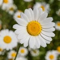 profile_Daisy