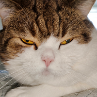 Semyon MBTI Personality Type image