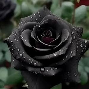 profile_Black Rose