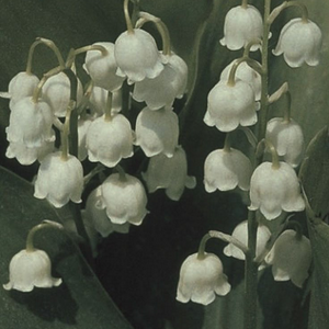 profile_Lily of the Valley