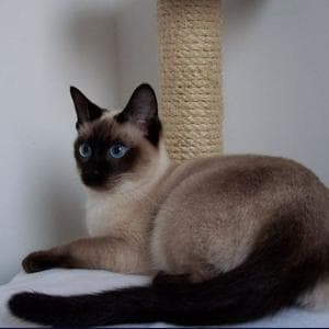 profile_Thai Cat
