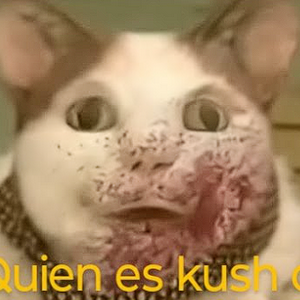 profile_kush cat