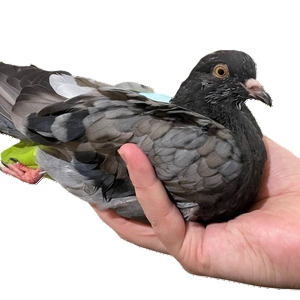 Opezdol pigeon (голубь Опездол) MBTI Personality Type image