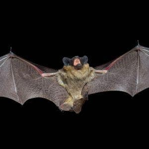 profile_Bat