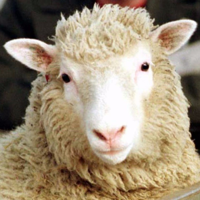 profile_Dolly the Sheep