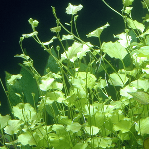 profile_April 26 (Japanese Cress)