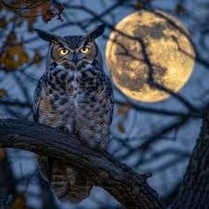 profile_Owl's Hoot