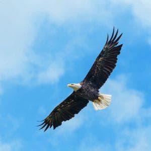profile_Eagle