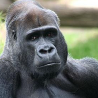 profile_Gorilla