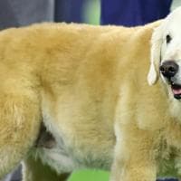 Ben Herbstreit (Kirk Herbstreit’s Dog) MBTI Personality Type image