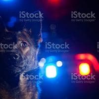 profile_German Shepherd