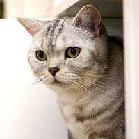 Soul(SuriNoel) MBTI Personality Type image