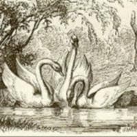 profile_The Ugly Duckling