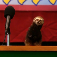 Weasel MBTI Personality Type image