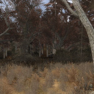 profile_Red Forest