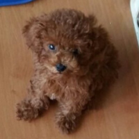 Min Holly (BTS) MBTI Personality Type image