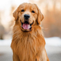 Tucker Budzyn MBTI Personality Type image