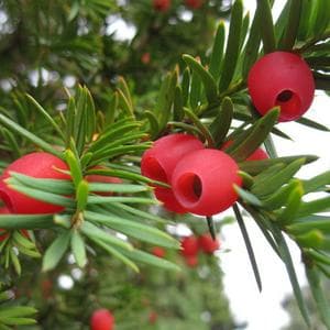 profile_September 23 (Yew Tree)
