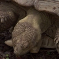 The Tortoise MBTI Personality Type image
