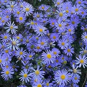 December 11 (Fig Marigold) MBTI Personality Type image