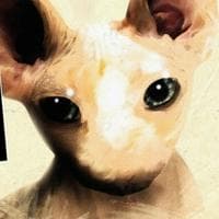 SCP-040-JP "There was a cat" type de personnalité MBTI image