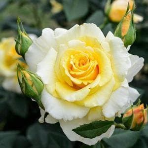 profile_Yellow Rose