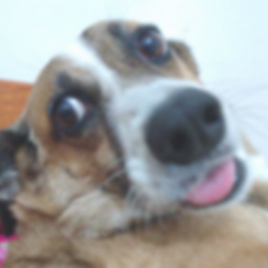 profile_luiza