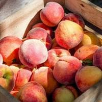 profile_Peach