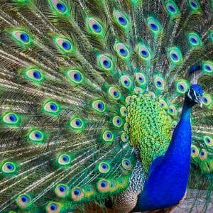profile_Peacock