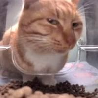 Mr. Fresh MBTI Personality Type image