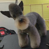 Bosnian chicken MBTI Personality Type image