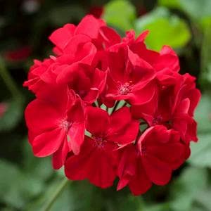 profile_June 29 (Red Geranium)