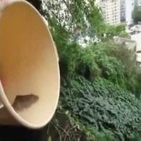 profile_Rato suicida do Bluezão