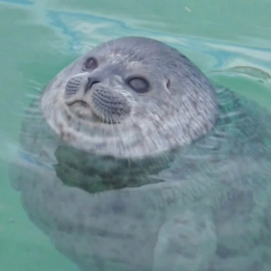 Tsuki-chan MBTI Personality Type image