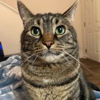 Milo (mrmilothechonk) MBTI Personality Type image