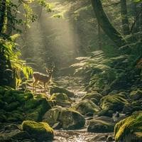 profile_Forest