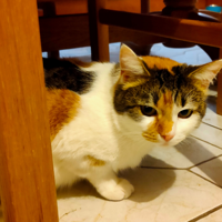 Lastochka Cat MBTI Personality Type image