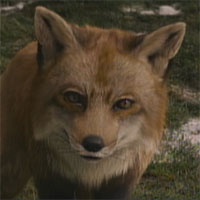 Mr. Fox نوع شخصية MBTI image